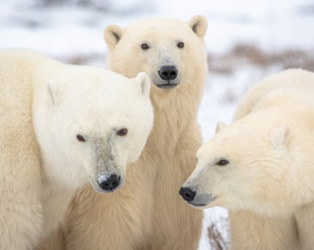 Застрашава ли птичият грип полярните мечки от изчезване