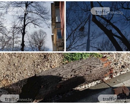 Клони от „окастрени” дърветата падат покрай минувачи на бул. „Хаджи Димитър”