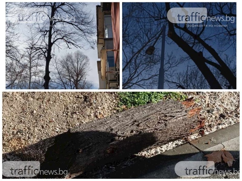 Клони от „окастрени” дърветата падат покрай минувачи на бул. „Хаджи Димитър”