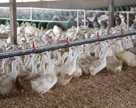 Огнище на птичи грип в Пловдивско, умъртвяват около 9000 патици