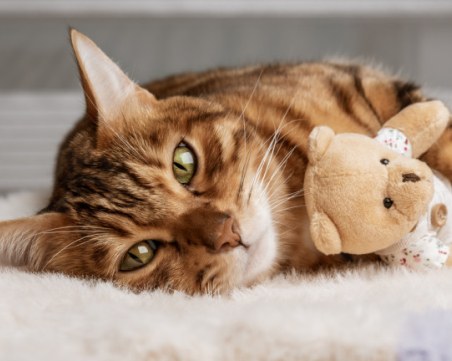 Признаци, че котката ни не се чувства добре