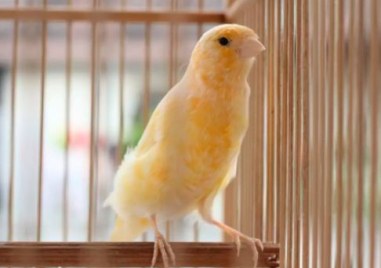 Служители на ГДНП спасиха 27 екземпляра от защитени видове птици