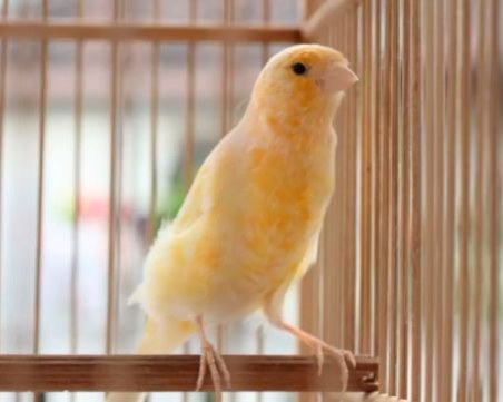 Спасиха 27 екземпляра от защитени птици в Асеновград