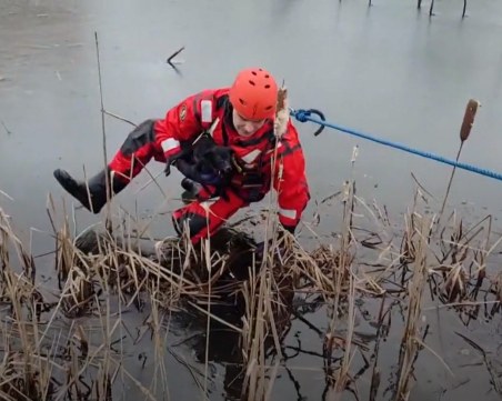 Пожарникари спасиха малко кученце от замръзнало езеро в Чехия