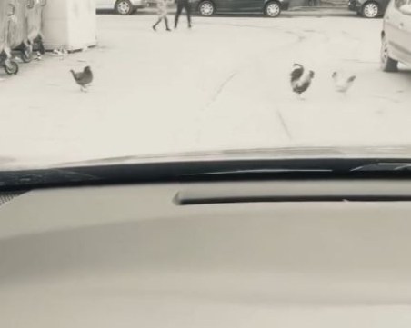 Ято кокошки щъка из пловдивски квартал, пресичат смело