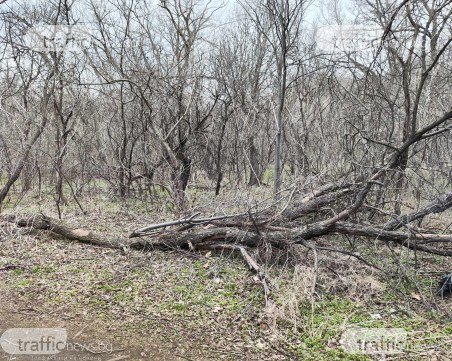 Гората в най-голямата защитена зона на Пловдив умира!