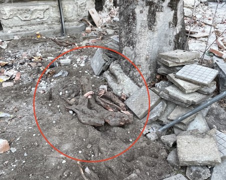 Пловдивчанин пази с камера двата чинара пред къщата на 