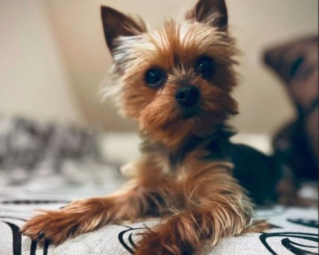 Морти се изгуби в Пловдив, виждали ли сте го?