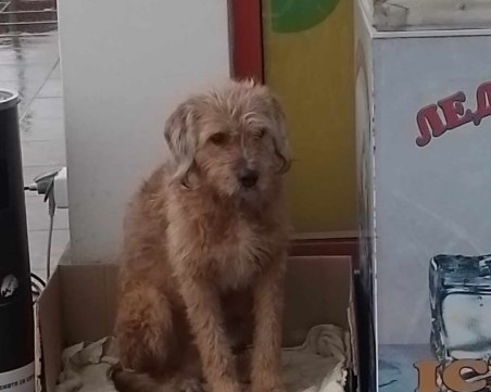 Жестокост! Простреляха  и убиха куче в Пазарджишко