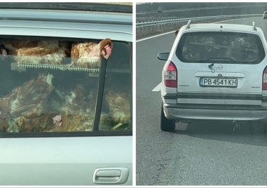 Шофьор от Пловдив превърна автомобила си в кокошарник На абсурдната