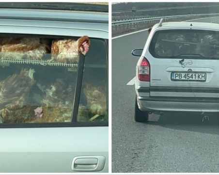 Пълен абсурд! Пловдивски шофьор натъпка десетки кокошки в колата си на АМ „Тракия”
