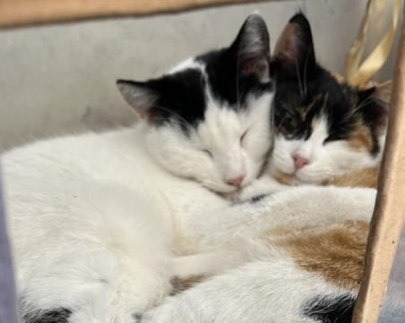 Тровят животни с антифриз в Асеновград