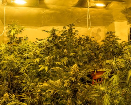 За втори път: Хванаха бивш инспектор на БАБХ с наркооржерия