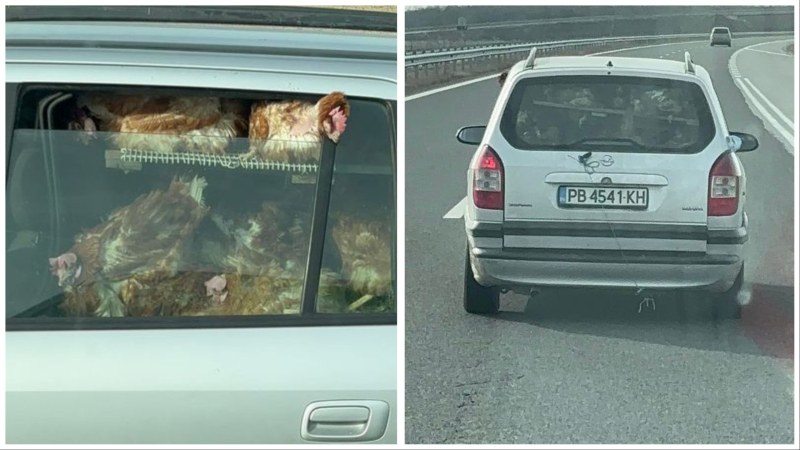 Пълен абсурд! Пловдивски шофьор натъпка десетки кокошки в колата си на АМ „Тракия”
