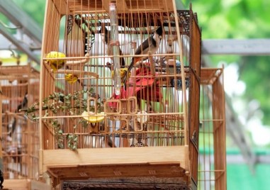 Властите в Одрин са заловили 589 птици по време на
