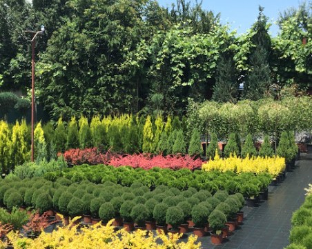 Дават 10 дка на 