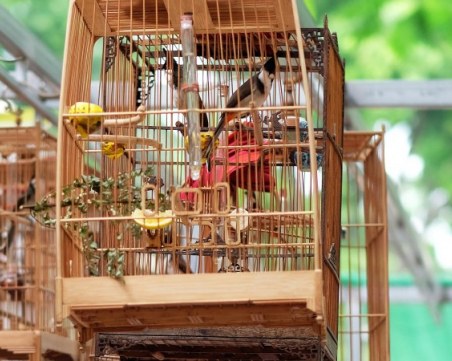 Турските власти иззеха близо 600 птици от автобус за България