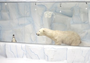 Природонаучният музей отваря вратите на новата си експозиция Антарктида на