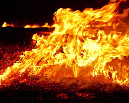 Гори иглолистна местност край Етрополе