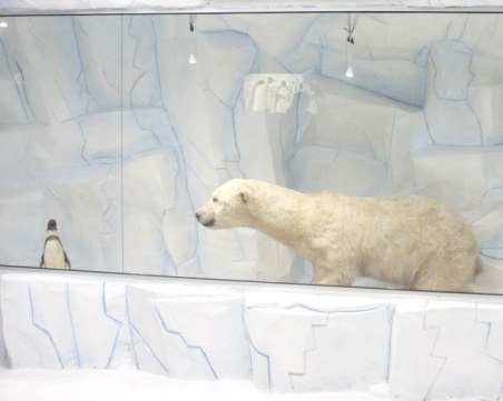 Природонаучният музей с нова експозиция 