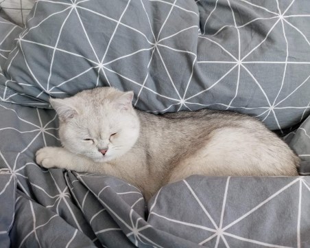 Скритите послания: Коя порода котки е подходяща за вашата зодия