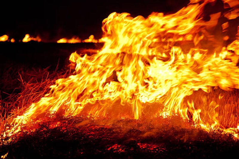 Огнеборци гасят пожара в иглолистна гора в местността Дивчовото, община
