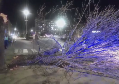 Бурен вятър събори дърво на централен булевард в Димитровград тази