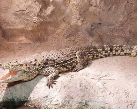 Регионалнен природонаучен музей - Пловдив набира средства за изграждане на терариум за нилския крокодил Хектор