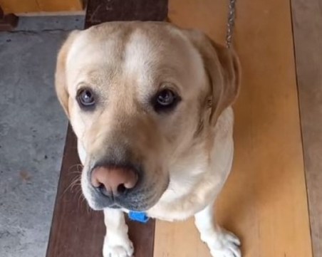 Стопани изоставиха кучето си в Асеновград. Някой ще вземе ли Лео?