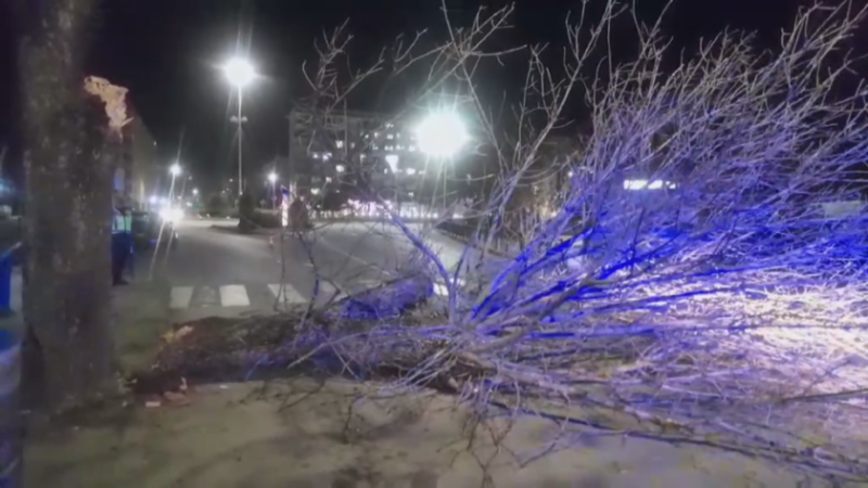 Бурен вятър събори дърво в Димитровград