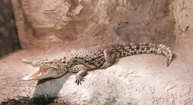 Регионалнен природонаучен музей - Пловдив набира средства за изграждане на терариум за нилския крокодил Хектор
