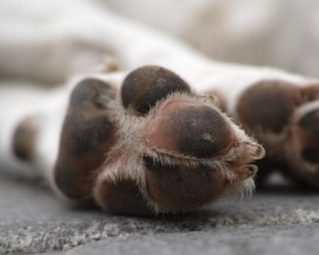 Внимавайте! Неизвестен разхвърля отрова за животни в Цалапица