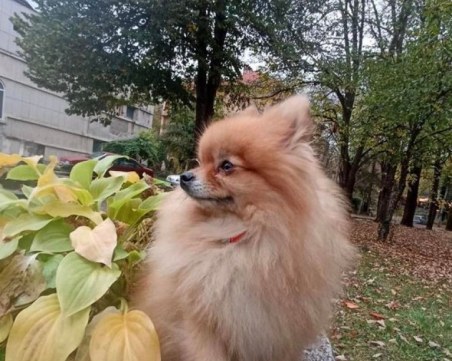 Нападнаха и откраднаха кучето на жена в Стара Загора