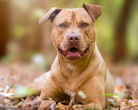 Питбул нападна жена с дете в столичен квартал