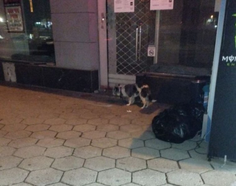 Кучето, оставяно с часове на къс повод в Пловдив, отново е вързано