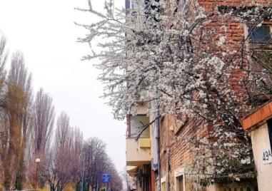 Пролетта сякаш е подранила в Пловдив Това се разбира от