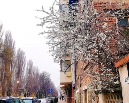 Подранила пролет? Дръвче цъфна в Пловдив