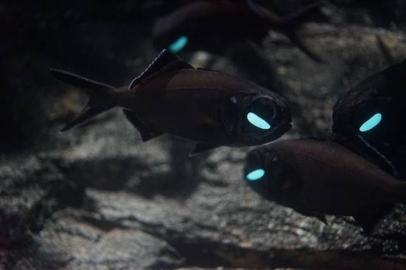 Голяма фенероока риба  вече плува в зала Морски аквариум на