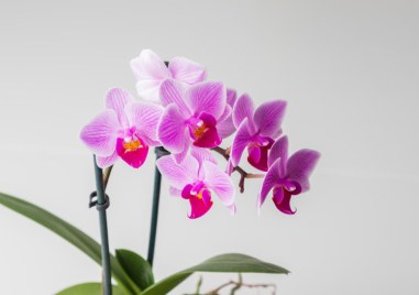 Орхидеята е едно от най красивите цветя които може да