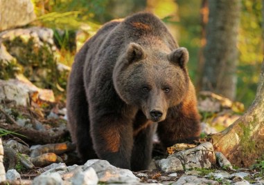 Страх и ужас сковават три смолянски села след като мечка