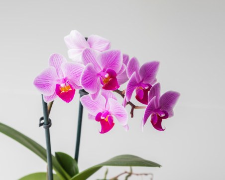 Как да накараме орхидеята да цъфти?