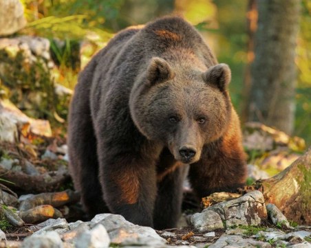 Мечка тормози три родопски села, убила е четири телета