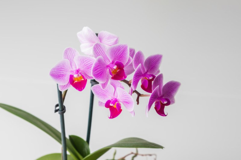 Как да накараме орхидеята да цъфти?