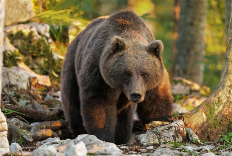 Страх и ужас сковават три смолянски села, след като мечка