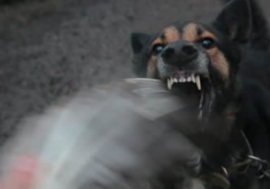 Агресивни кучета нападат хора на туристическа пътека край Пловдив За