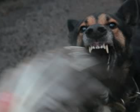 Агресивни кучета се спускат на хора на туристическа пътека край Пловдив