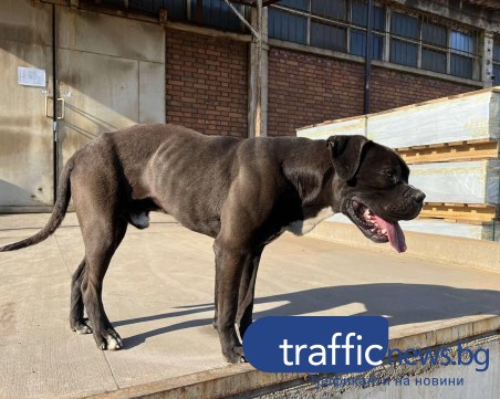 Куче в Пловдивско търси своя спасител