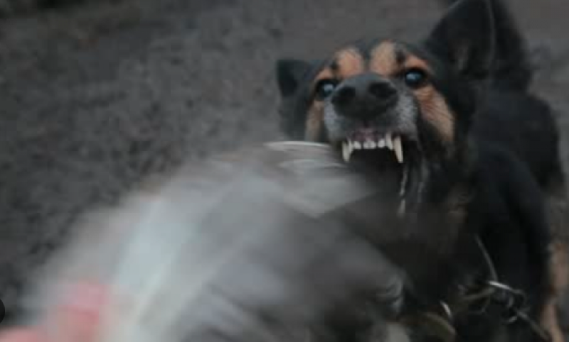 Агресивни кучета нападат хора на туристическа пътека край Пловдив. За