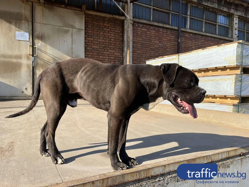 Куче в Пловдивско търси своя спасител