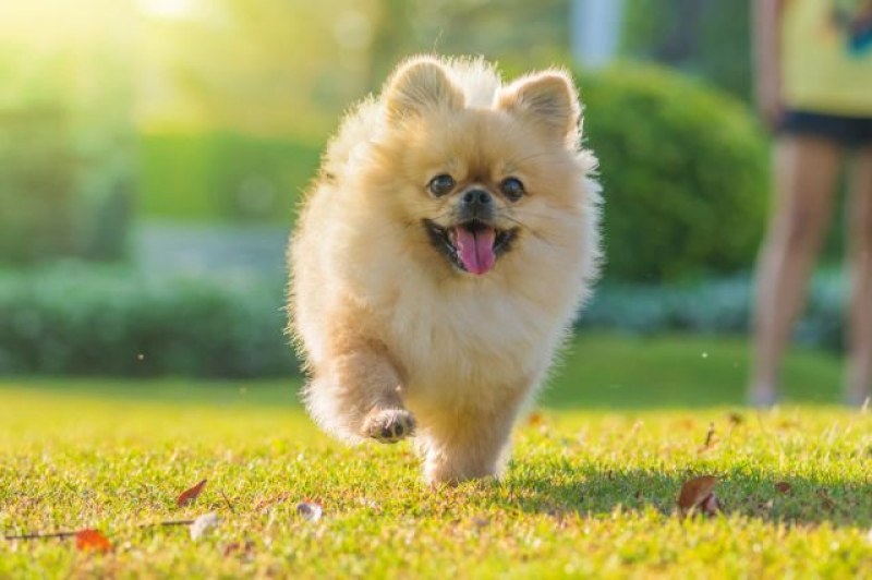 Собствениците на кучета трябва да заплатят такса за притежание до 31 март